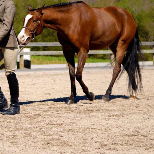 Gravel Grids Equestrian Surface Contractor